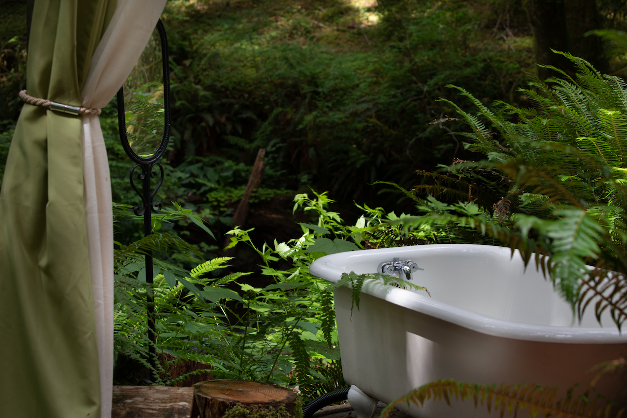 Clawfoot bathtub nestled among rainforest ferns
