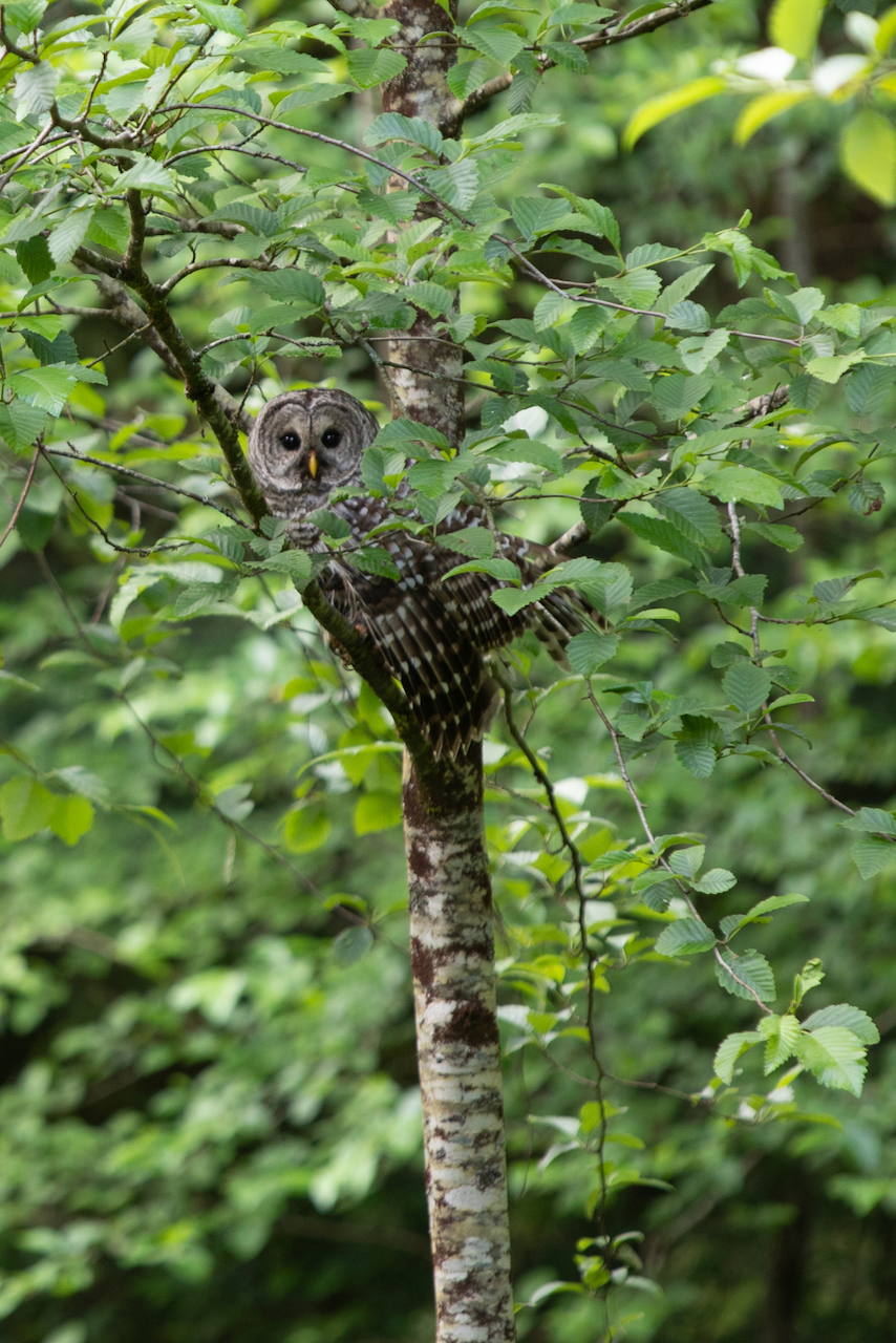 Owl perched among leafy branches in the living forest